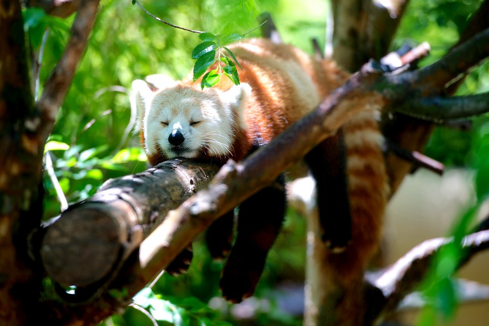 red panda lying on brown tree branch