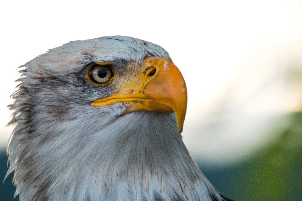 Raptor bird of prey bird