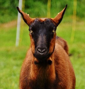 Wool graze nature