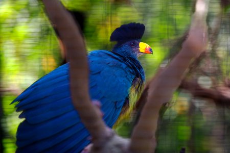 San diego zoo, San diego, United states