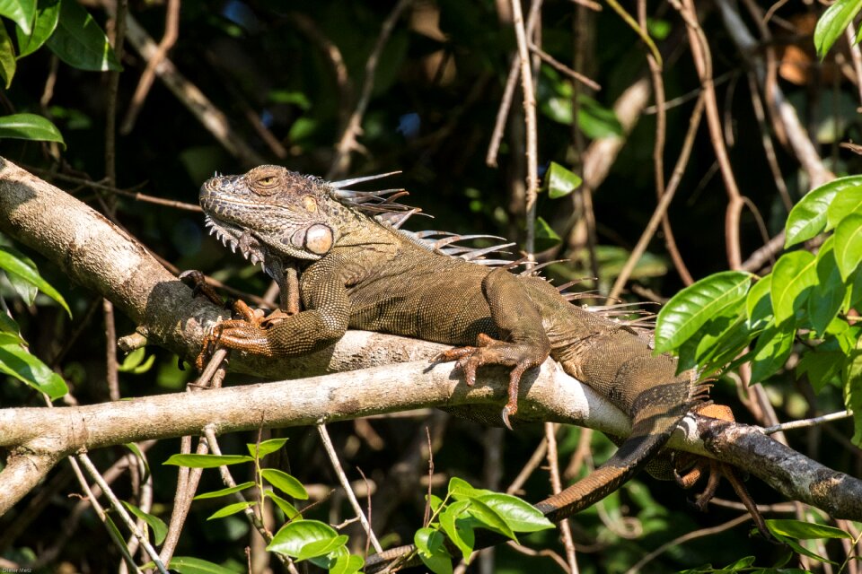 Reptile scale lizard