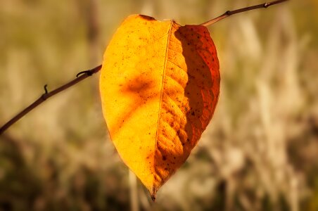Yellow sheet autumn leaf leaves photo