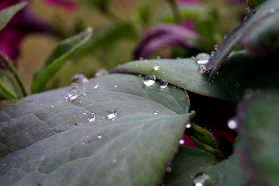 Rainy, Raindrop, Rain