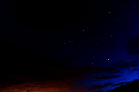 Trees, Forest, Night