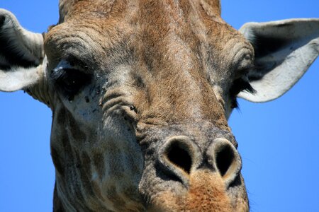 Head face detail