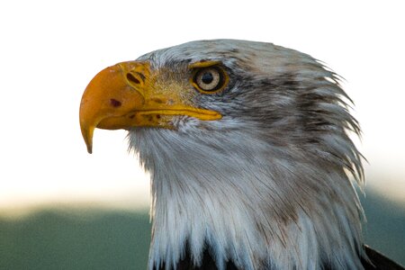 Raptor bird of prey bird
