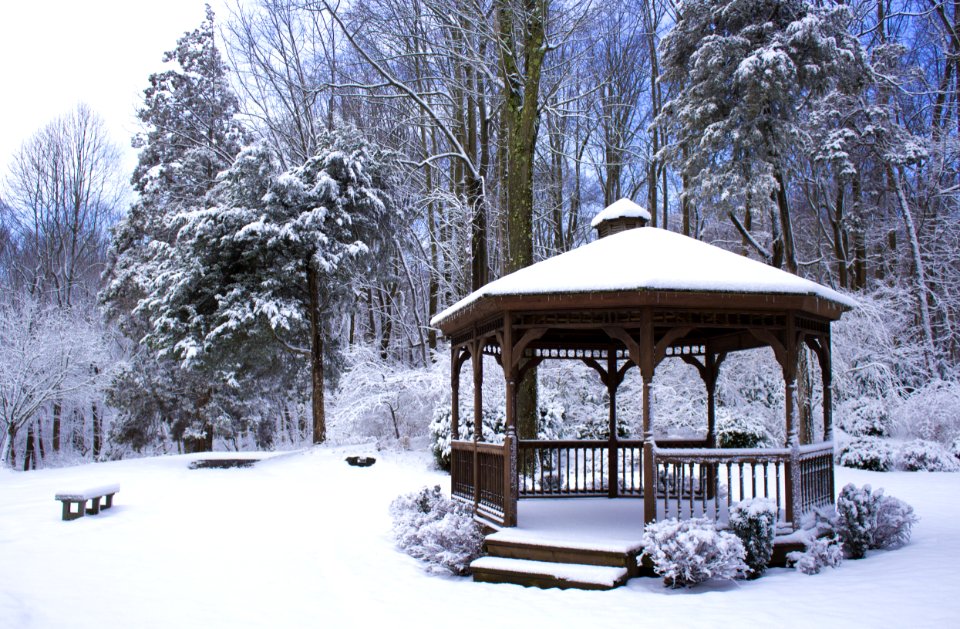 Winter, Forest, Snow background