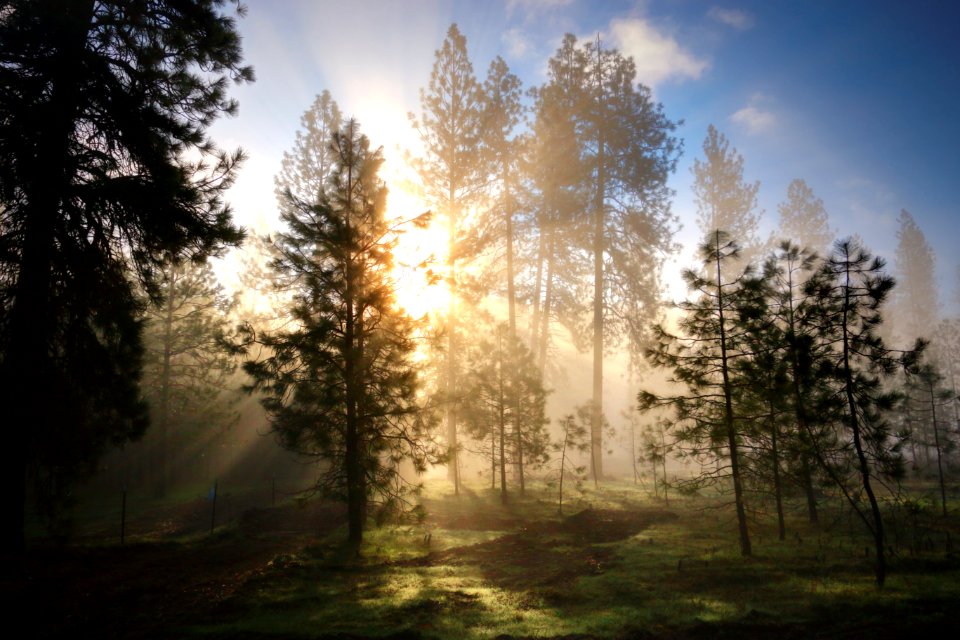 Green, Evergreens, Fog