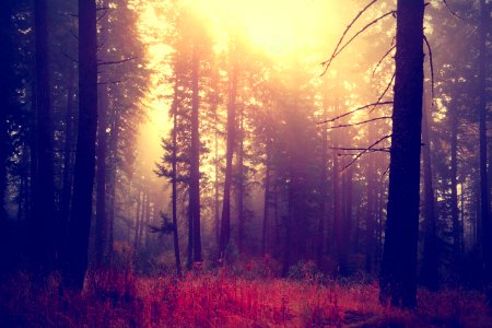 Coeur d alene, United states, Pine