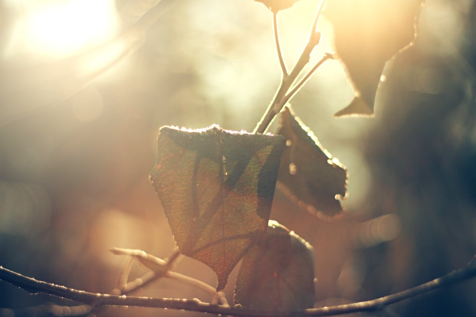lowlight photography of dried leaf
