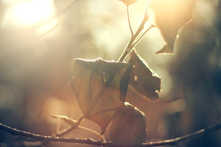lowlight photography of dried leaf