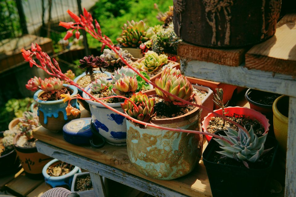 Garden, Sunny, Succulents