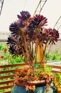 Sunny, Trees, Succulents
