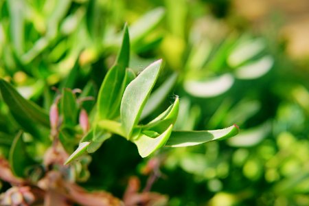 Green, Garden, Plants