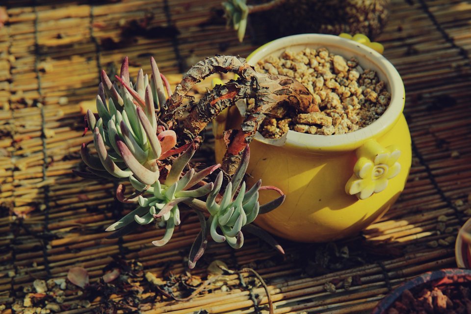 Plant, Dawn, Succulents