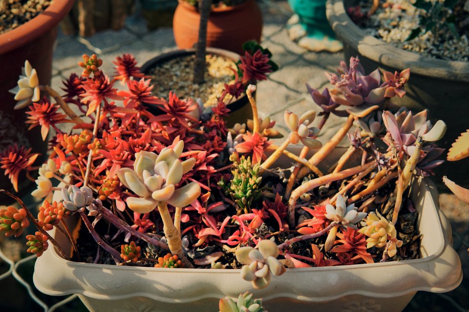 Garden, Plants, Succulents