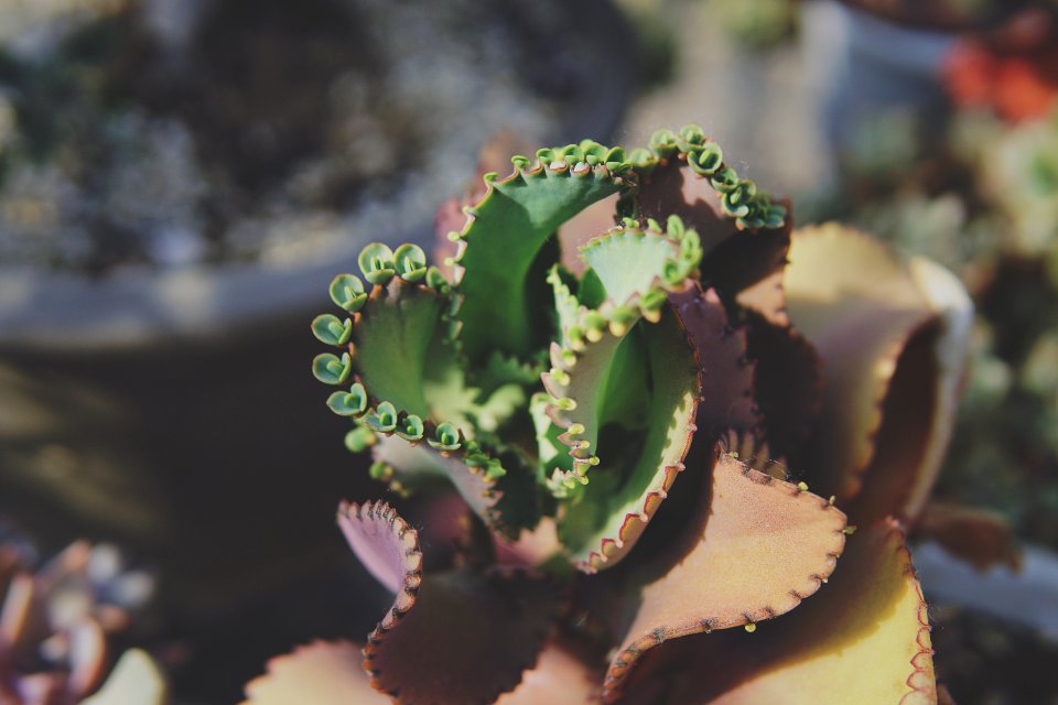 Bizzare, Garden, Plants