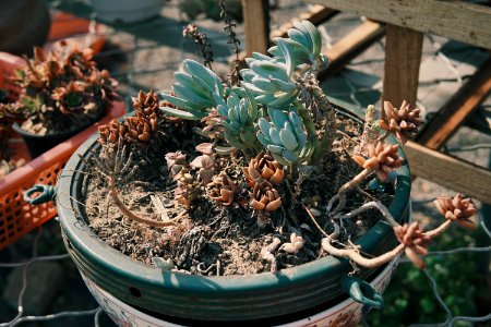 Sunny, Plant, Succulents
