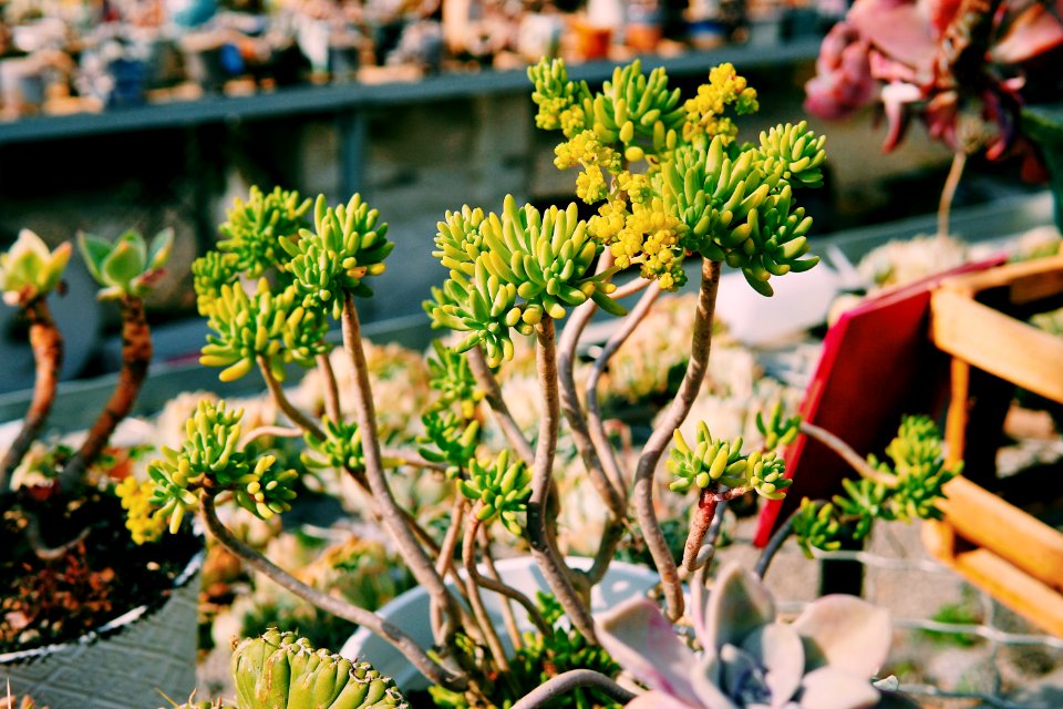 Garden, Plants, Succulents