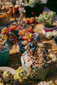 Garden, Plants, Succulents