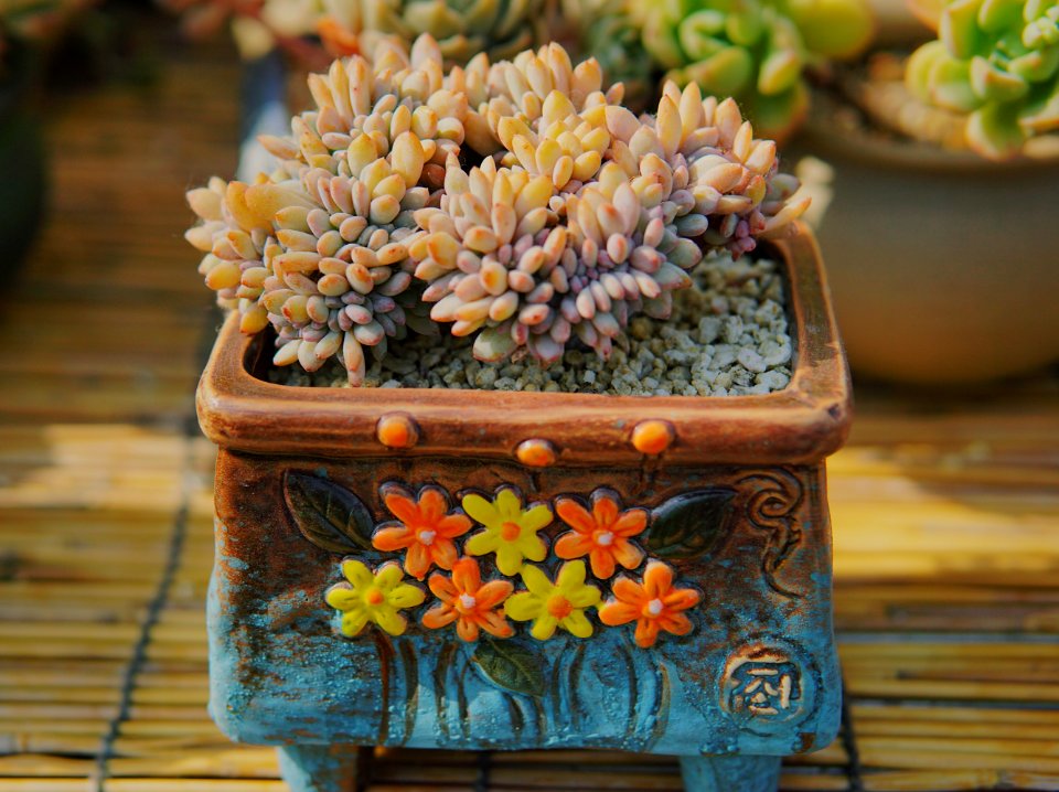 Garden, Plants, Succulents