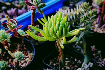 shallow focus photography of green plant