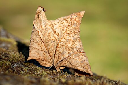 Dry brown leaf dried leaves photo