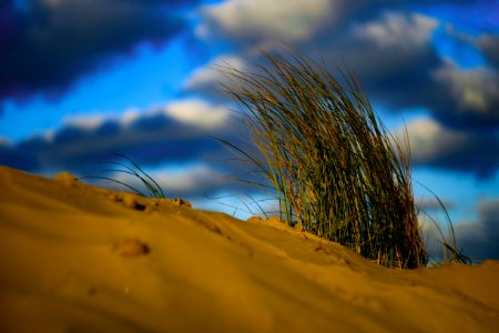 grass on sand dunes view during daytime