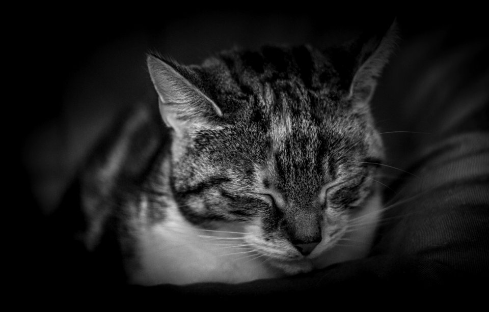 grayscale photography of tabby cat