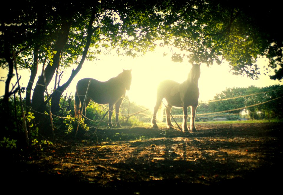 silhouette of two horses standing near tree during sunrise