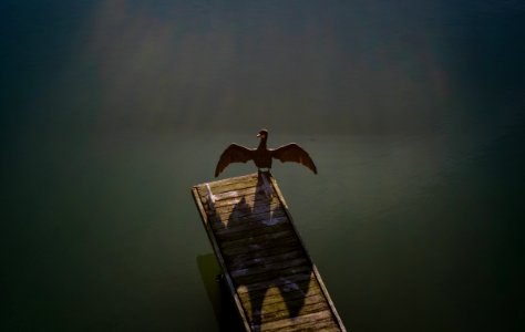 brown bird standing on brown wooden boardwalk photo