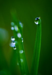 dew drops on green leaves photo