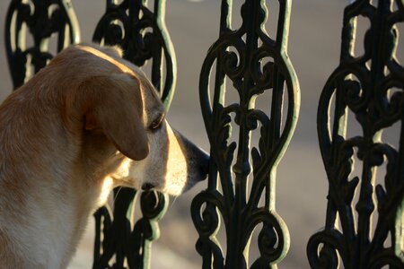 Portao observing domestic animals