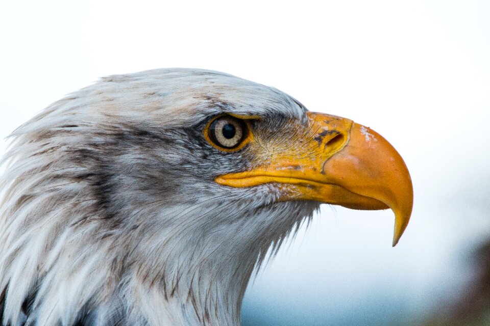 Raptor bird of prey bird