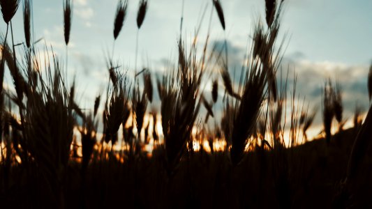 Nature, Plants, Sky