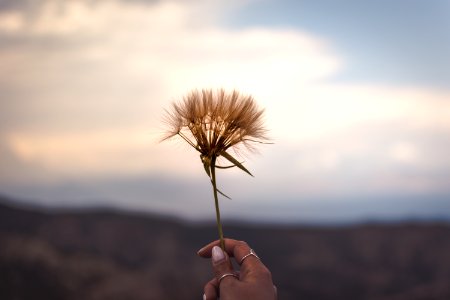 person holding brown dandelion flower photo