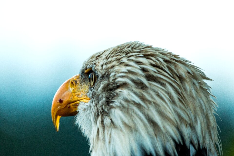 Raptor bird of prey bird