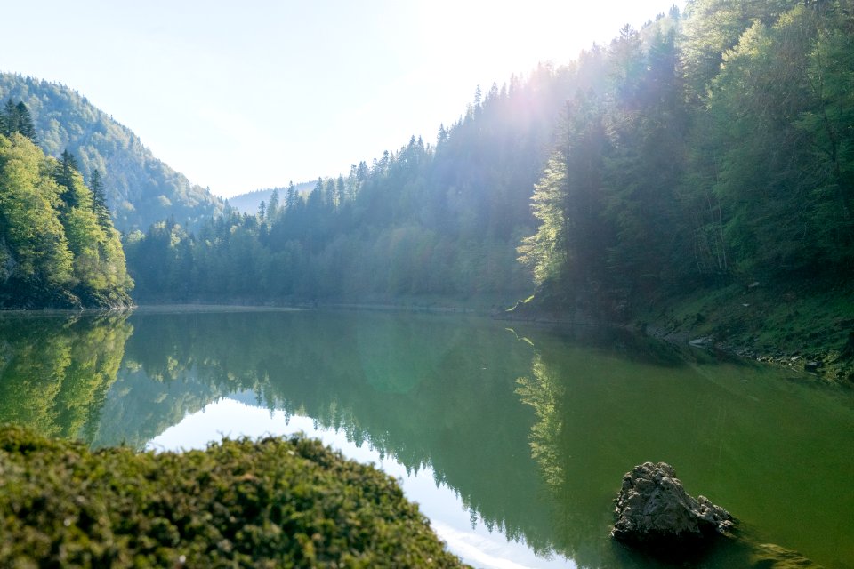 calm body of water near tree during daytime