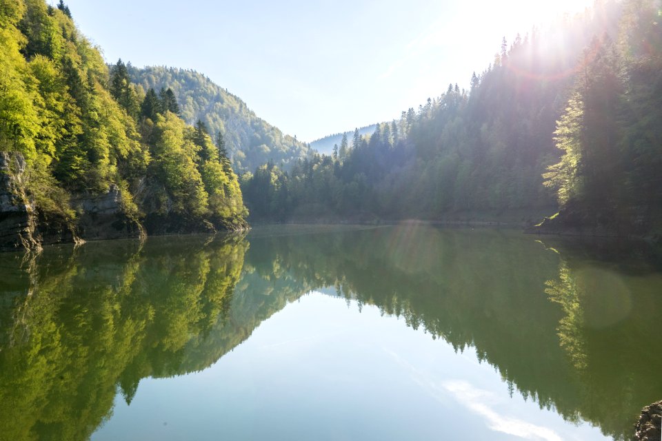 green-leafed trees