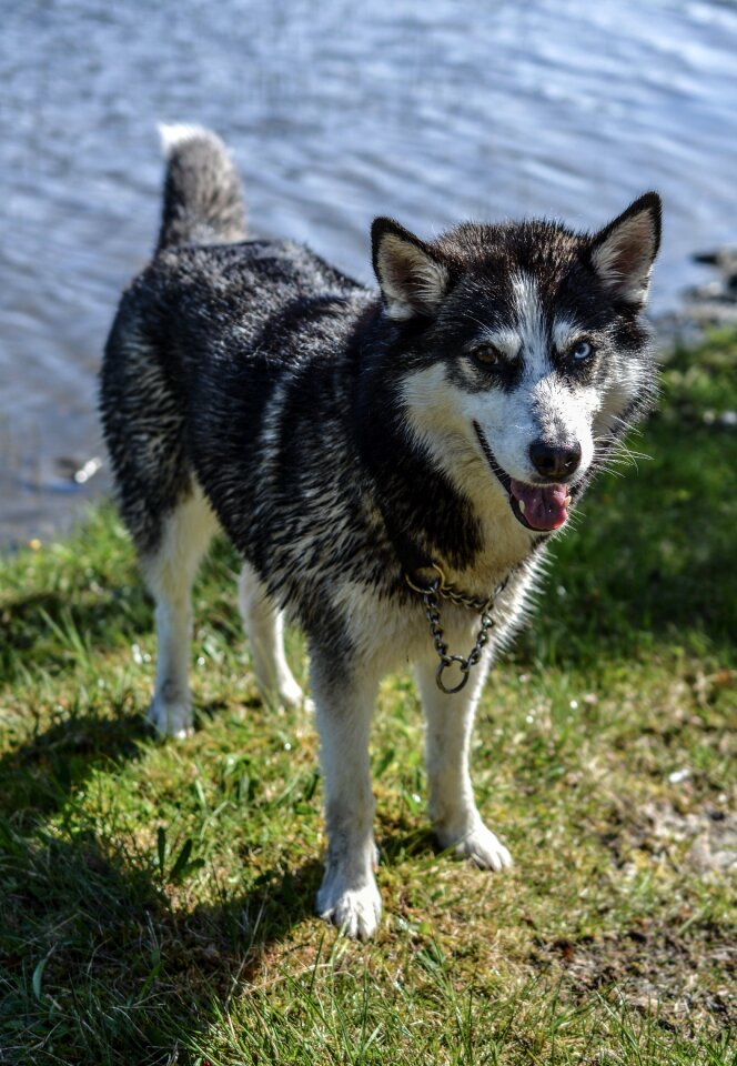 Pet canine cute