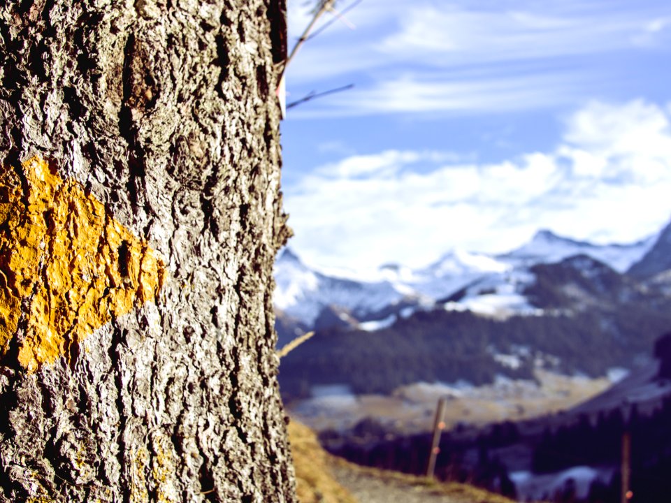 gray tree trunk photo