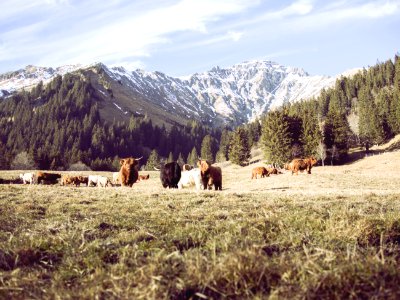 herd of cattle on grass field photo