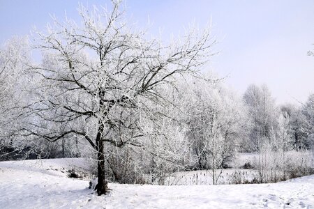 Tree cold white photo