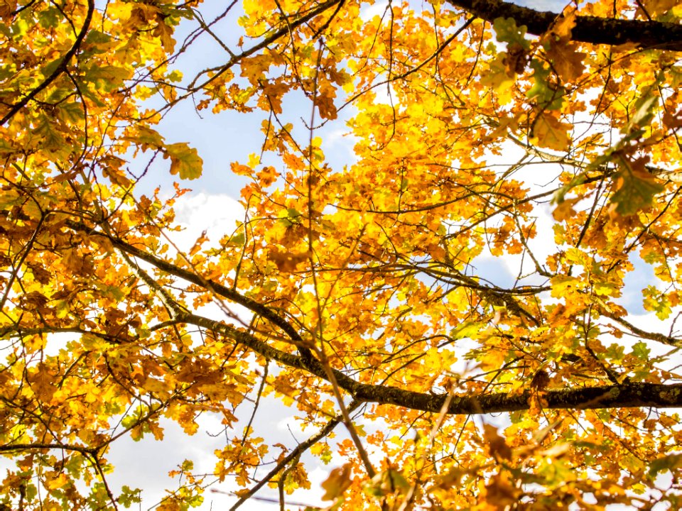 yellow-leafed trees under white clouds
