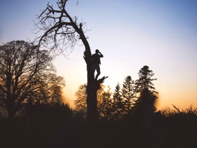 silhouette photography of person standing on leafless tree photo