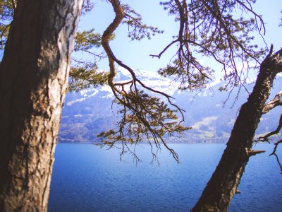 tree near calm body of water during daytime photo