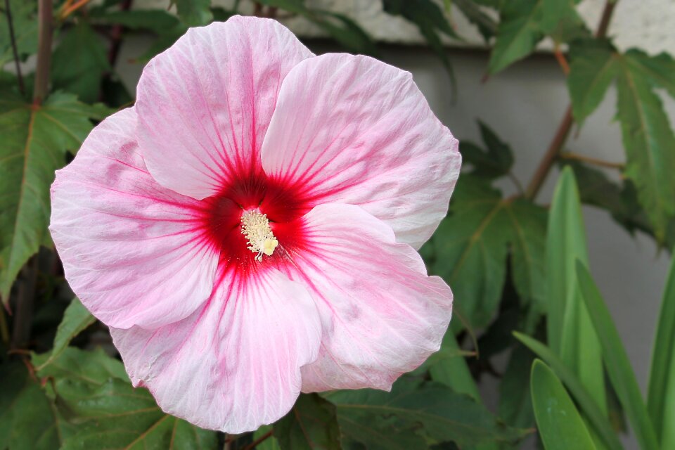 Blossom bloom flower