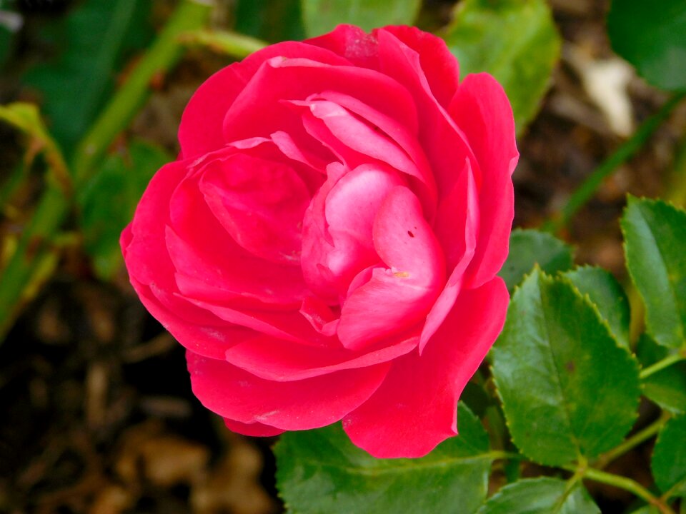 Pink flower red roses pink rose