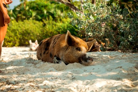 brown pig lying on sand photo
