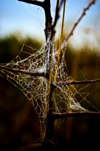 Dinnington, United kingdom, Droplets